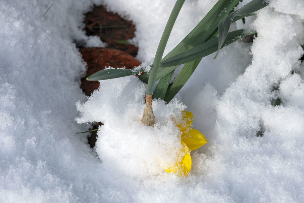 Osterglocken im Schnee