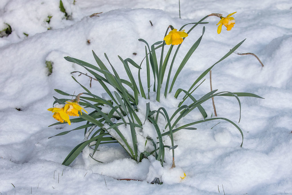 Osterglocken im Schnee