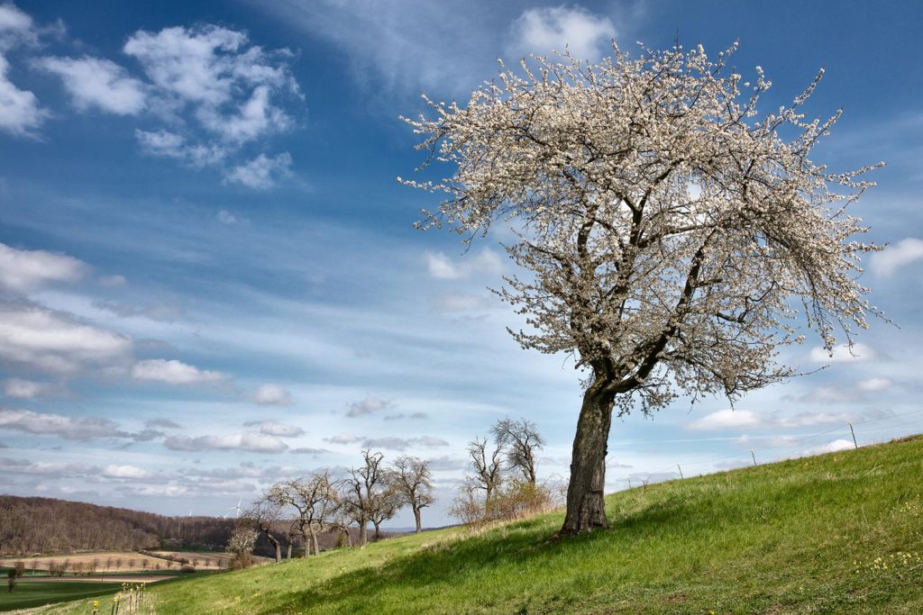 Kirschbaum in Atzenhausen