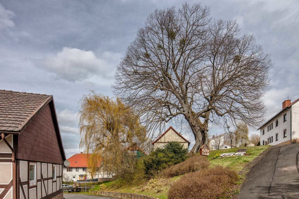 Linde in Atzenhausen