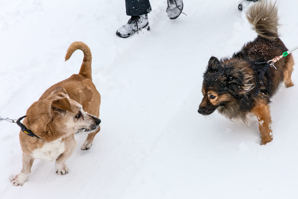 Hunde im Schnee