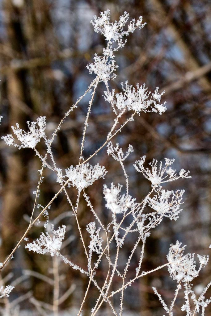 Winterliche Kunst