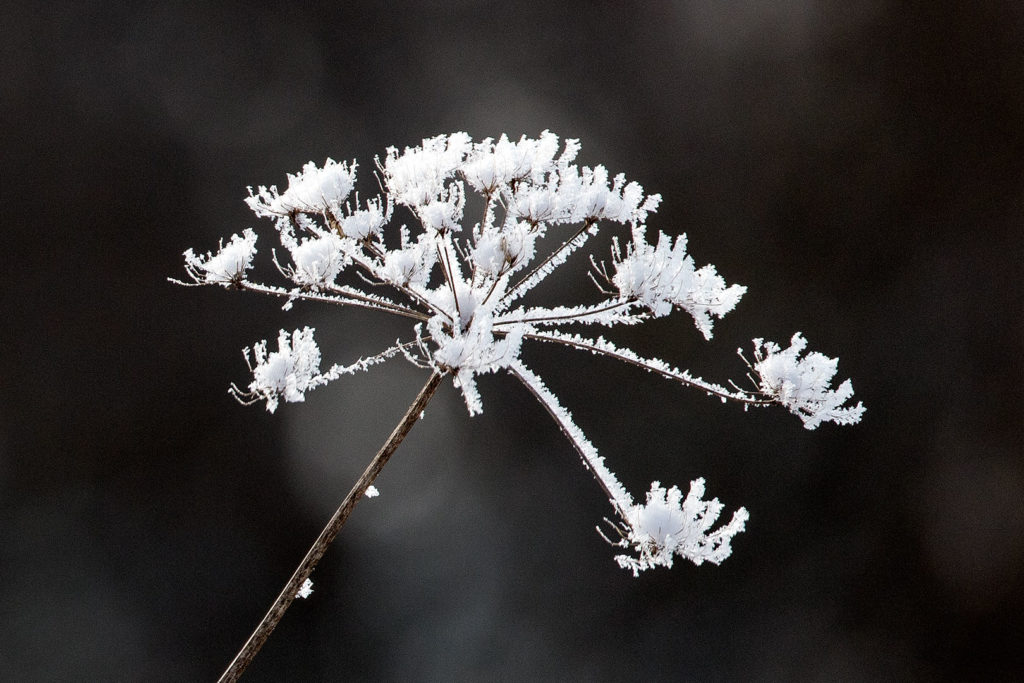 Winterliche Kunst