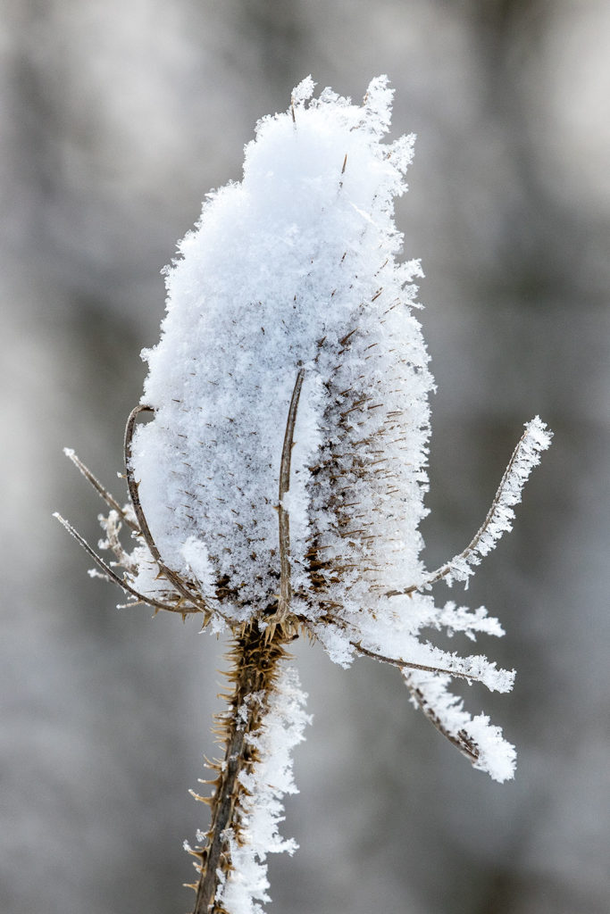 Winterliche Kunst