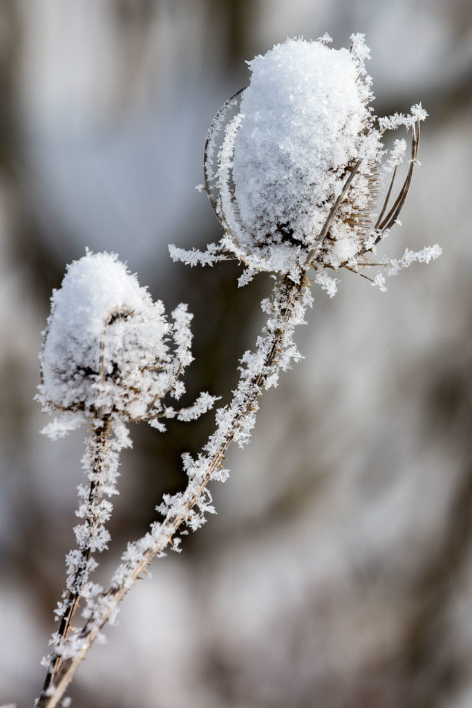 Winterliche Kunst