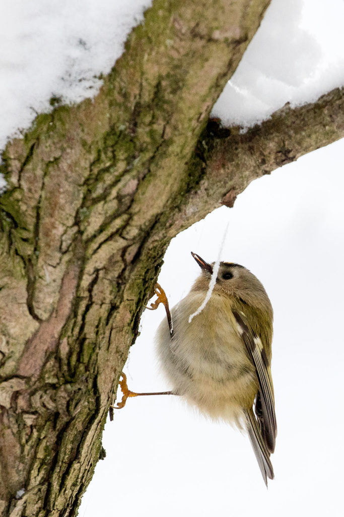 Wintergoldhähnchen