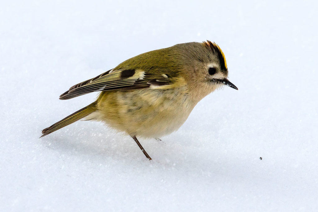 Rosdorf im Winter: Wintergoldhähnchen