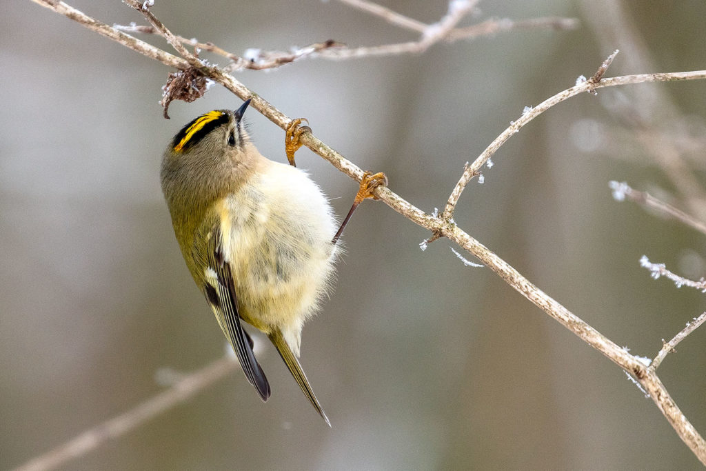 Rosdorf im Winter: Wintergoldhähnchen