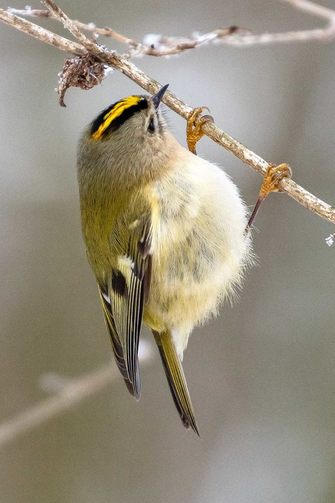 Wintergoldhähnchen