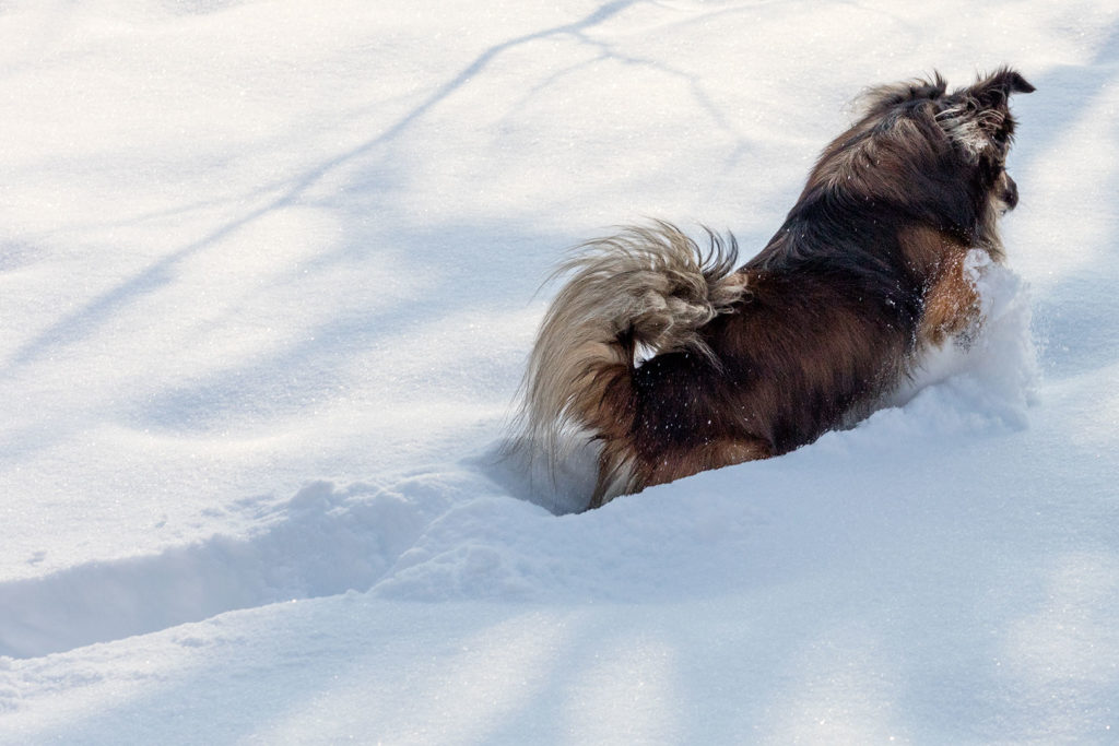 Hund im Schnee