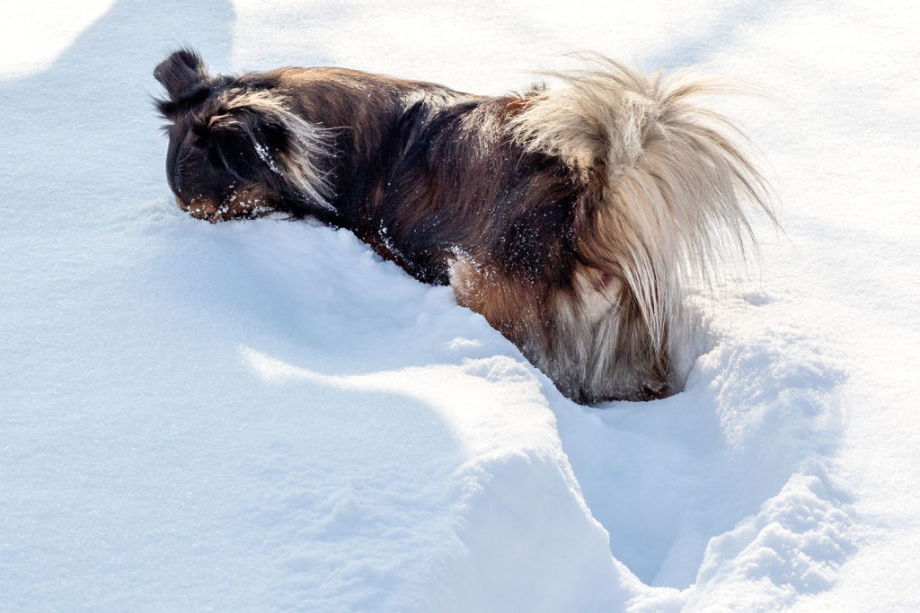 Hund im Schnee