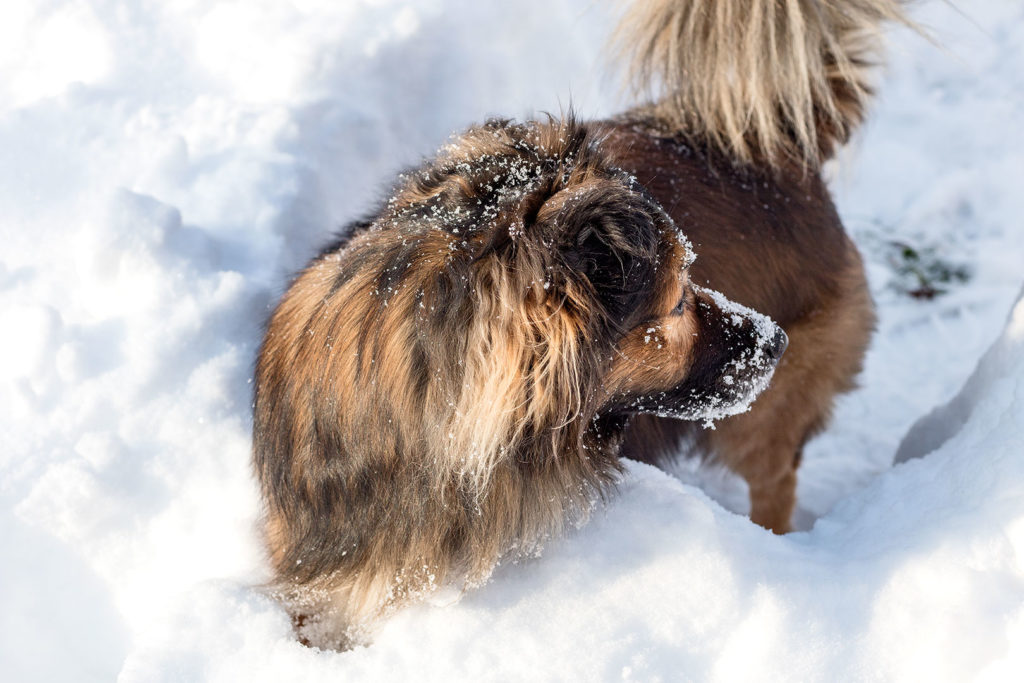 Hund im Schnee