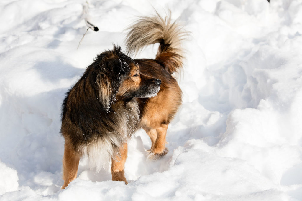 Hund im Schnee