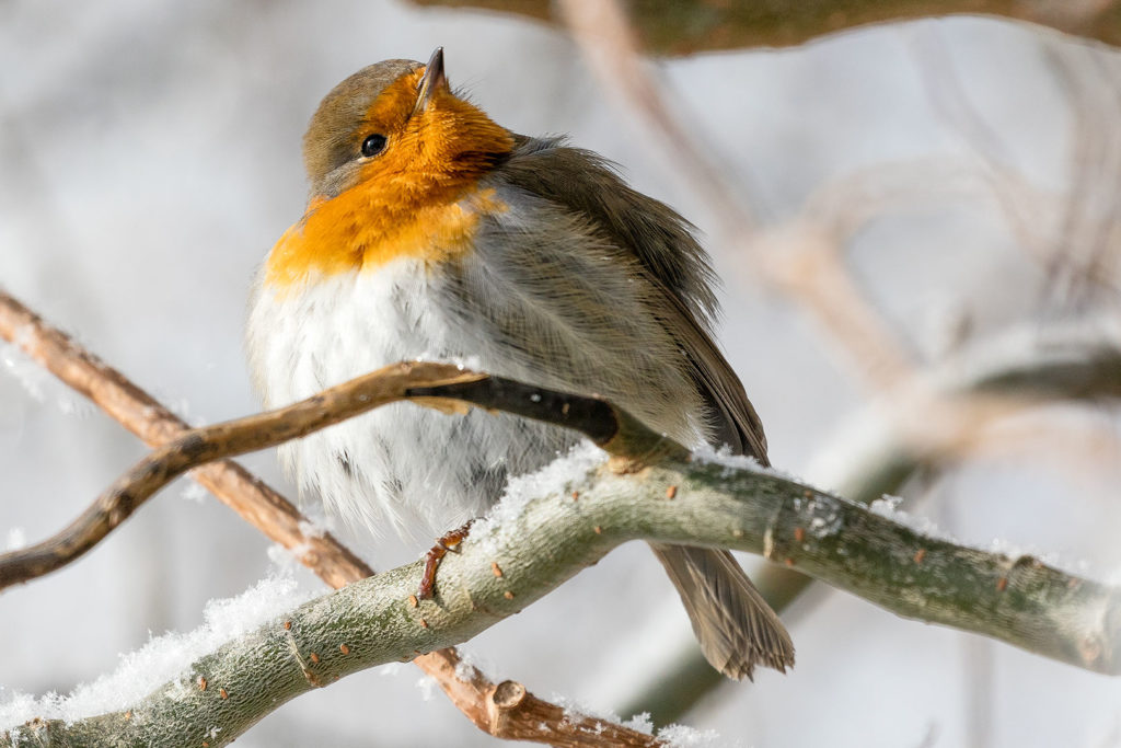 Rosdorf im Winter: Rotkehlchen