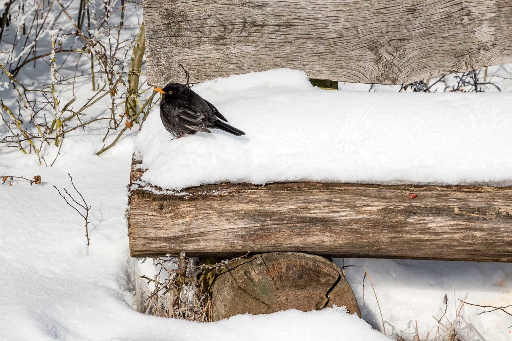 Szene vom Wartberg - Schwarzdrossel auf Schneepolster