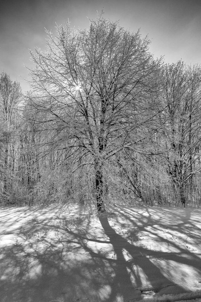 Winter in Rosdorf - Baum auf dem Wartberg