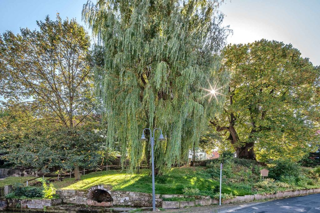 Baumgruppe am Lindenteich Atzenhausen