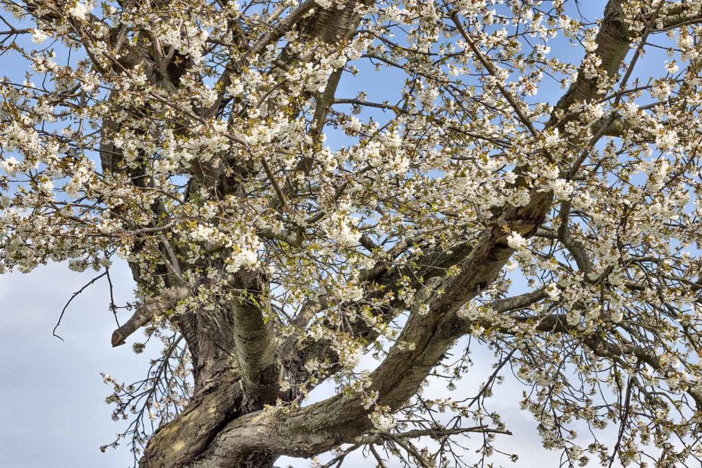 Kirschbaum in Atzenhausen