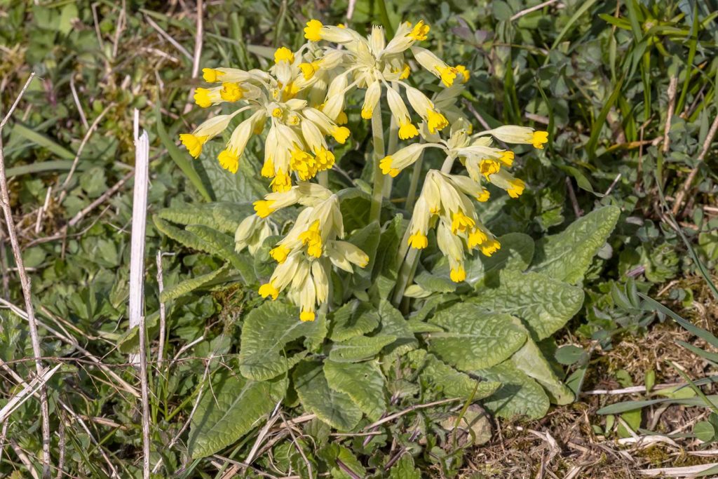 Schlüsselblumen im Wiesental bei Atzenhausen