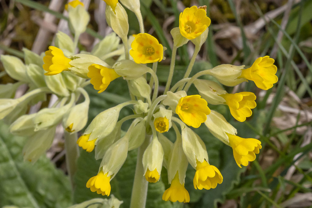 Schlüsselblumen im Wiesental bei Atzenhausen