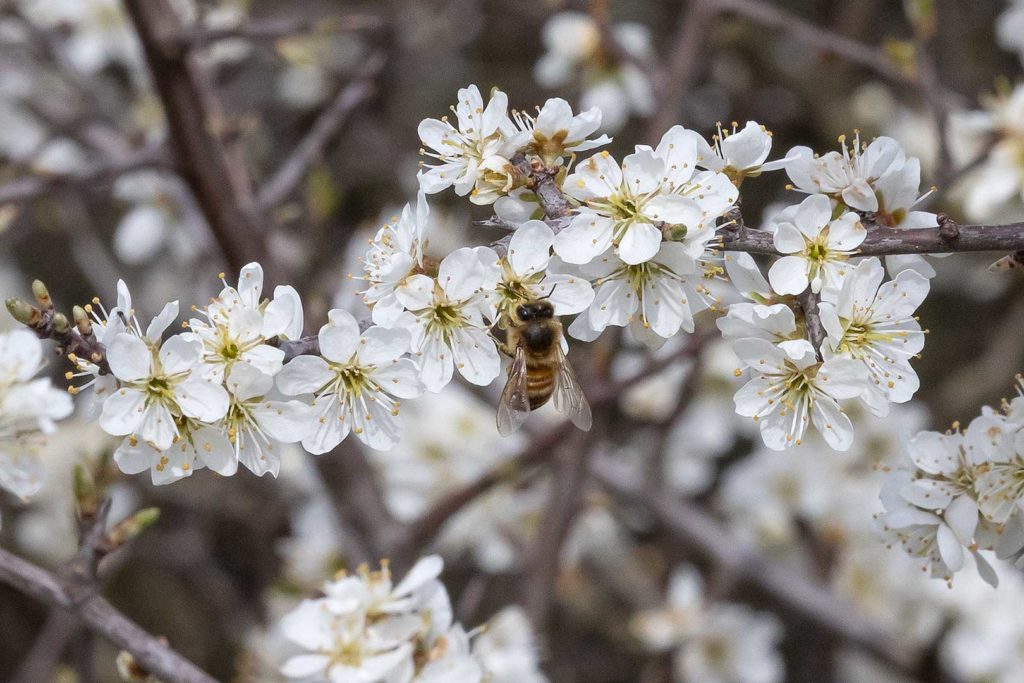 Fleißige Biene im Blütenmeer von Atzenhausen