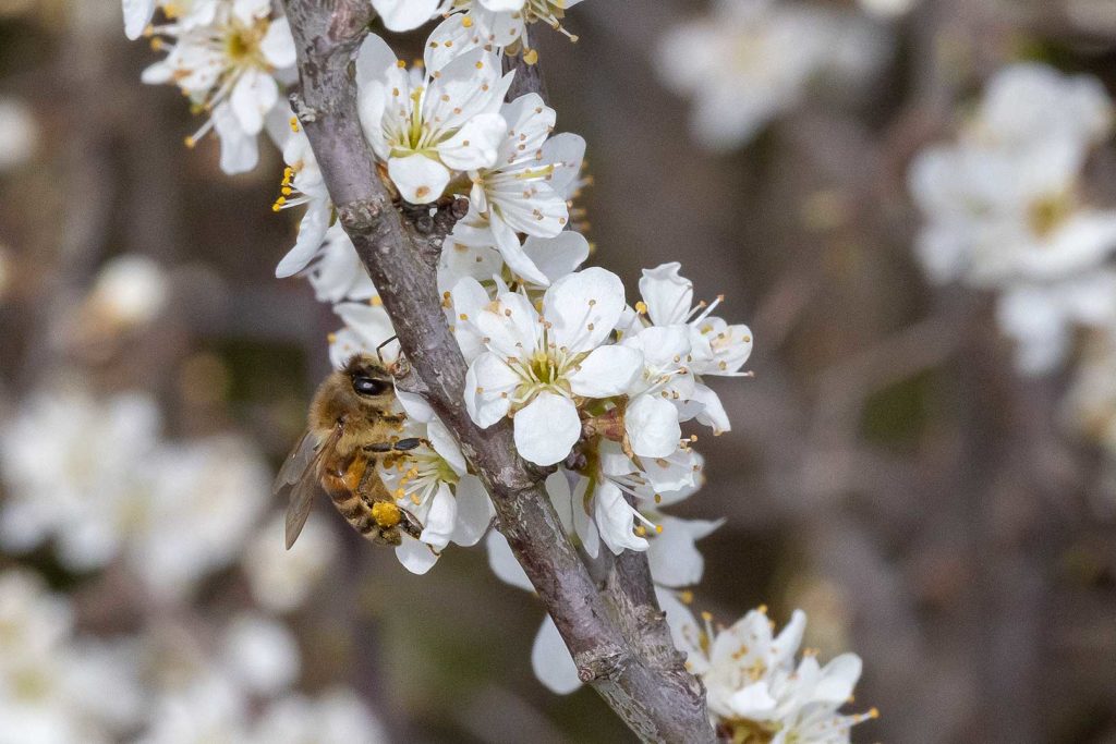 Fleißige Biene im Blütenmeer von Atzenhausen