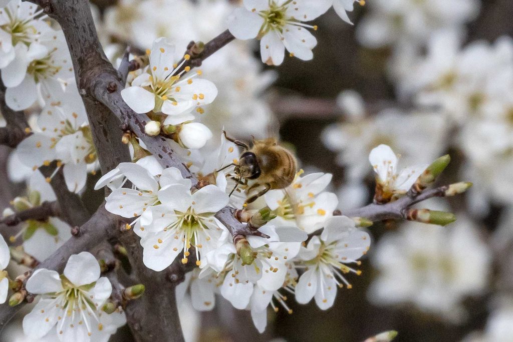 Fleißige Biene im Blütenmeer von Atzenhausen