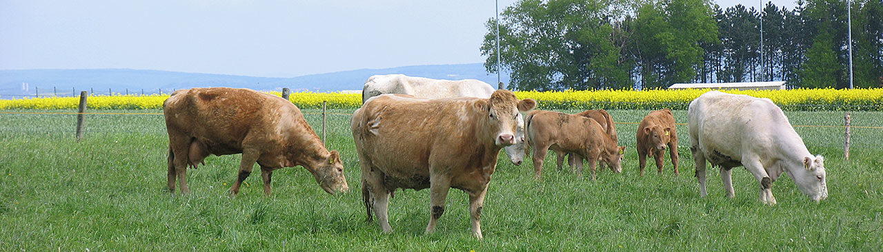 für die Gemeinde Rosdorf