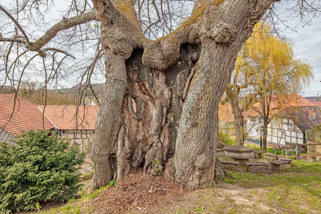 Hohler Baumstamm, Linde in Rosdorf / Atzenhausen