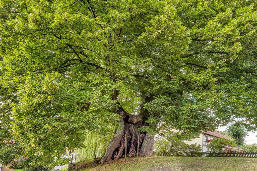 Sommerlinde in Atzenhausen