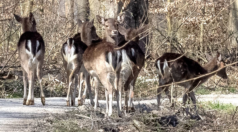 Rehe im Rosdorfer Wald (Großer Leinebusch)