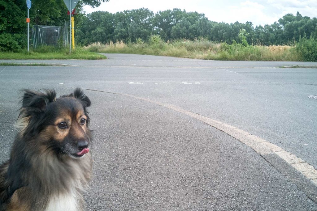 Zugang Hundewiese